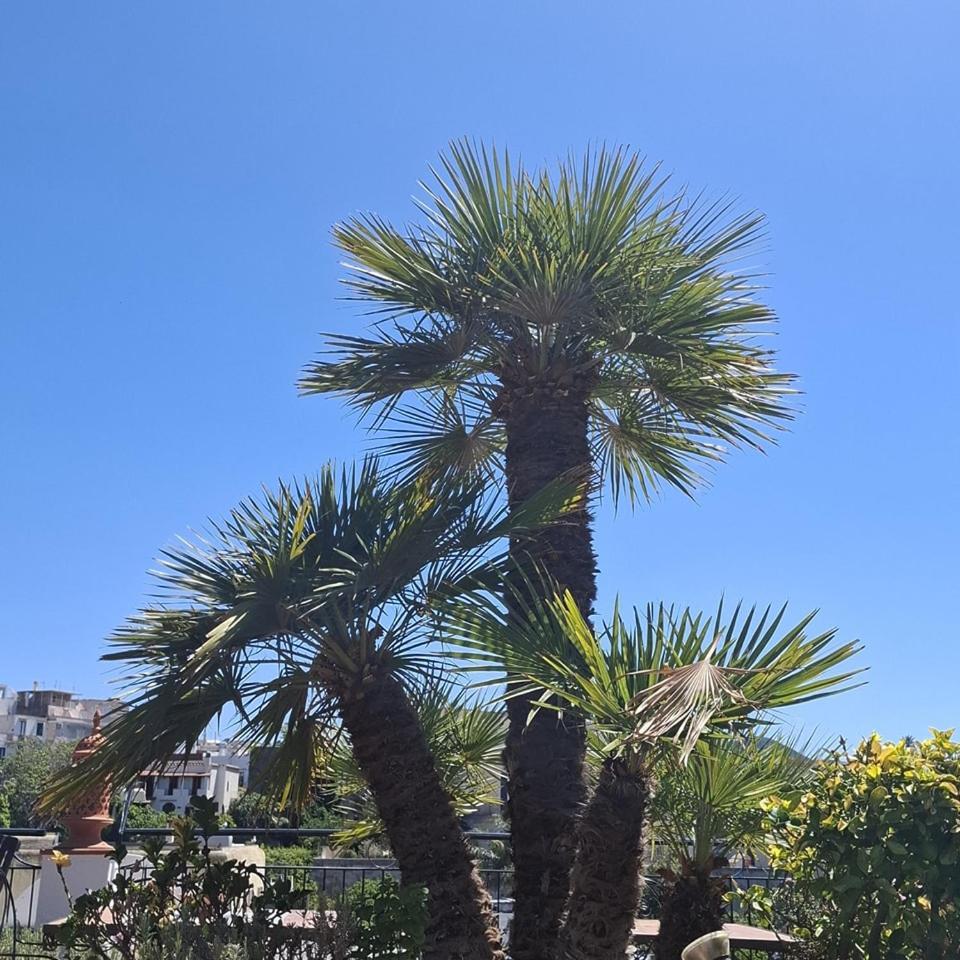 Hotel Villa Verde Forio di Ischia Zewnętrze zdjęcie